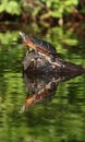 Turtle reflection in Maine Royalty Free Stock Photo