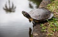 Turtle reflection Royalty Free Stock Photo