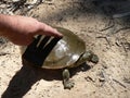 Turtle Released back to Murray River Australia