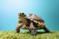 Turtle reptile background. Generate Ai Royalty Free Stock Photo