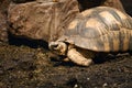 Turtle restinf beside rocks on the ground