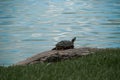 Turtle resting on lake shore
