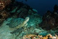 Turtle resting - Maratua atoll Royalty Free Stock Photo