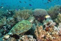 Turtle resting on the reef Royalty Free Stock Photo