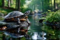 Turtle resting on a rock in a serene forest stream during the afternoon sun Royalty Free Stock Photo