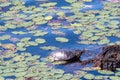 Turtle Resting in the Water with Lily Pads Royalty Free Stock Photo