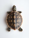 Top-down view of a turtle showcasing its patterned shell set against a minimalist white background Royalty Free Stock Photo