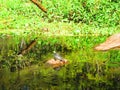 Turtle rests on a rock, along the bank of a florida river Royalty Free Stock Photo