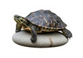 A turtle rests on a smooth, oval-shaped stone against a white Royalty Free Stock Photo
