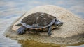 A turtle rests on a smooth rounded rock by the edge of calm water Royalty Free Stock Photo