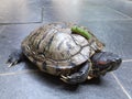 A turtle ridden by a caterpillar