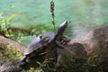 A turtle sunning itself by a river Royalty Free Stock Photo