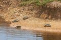 Turtle river yellow jackets