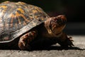 Turtle on Road Royalty Free Stock Photo