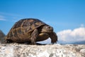 Turtle on the road