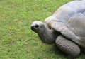 turtle with robust shell while walking on grass Royalty Free Stock Photo