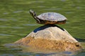 Turtle on the rock Royalty Free Stock Photo