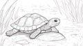Line Drawing of a Tortoise Resting on a Rock in Water with Reeds Royalty Free Stock Photo