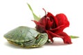 Turtle and rose