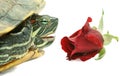 Turtle and rose