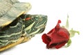 Turtle and rose