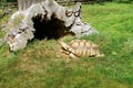 Turtle in a safari park, England