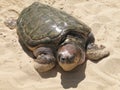 Turtle in the sand. Brazil. Salvador de Bahia