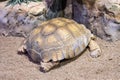 Turtle on the sand next to the stones on the seashore. Animals in the wild Royalty Free Stock Photo