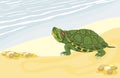 Turtle on the sandy shore