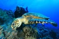 Turtle and Scuba Diver Royalty Free Stock Photo