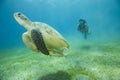 Želva a potápění potápěč 