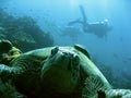 Turtle scuba divers sipadan island coral reef borneo