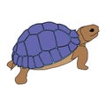 Turtle sea icon cartoon design abstract illustration animal