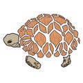 Turtle sea icon cartoon design abstract illustration animal