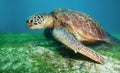 Turtle on seaweed bottom