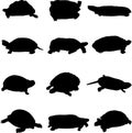 Turtle Series