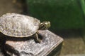Turtle shallow dof, River cooter, Pseudemys concinna with blurred, bokeh background. Freshwater turtle native to the central and