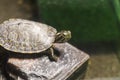 Turtle shallow dof, River cooter, Pseudemys concinna with blurred, bokeh background. Freshwater turtle native to the central and Royalty Free Stock Photo