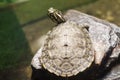 Turtle shallow dof, River cooter, Pseudemys concinna with blurred, bokeh background. Freshwater turtle native to the central and
