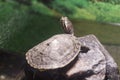 Turtle shallow dof, River cooter.
