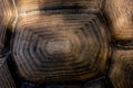 Turtle shell background. Macro close up. Carapace texture details. Royalty Free Stock Photo