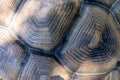 Turtle shell background. Macro close up. Carapace texture details. Royalty Free Stock Photo