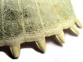 Turtle shell bone