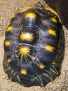 Turtle shell turtle close up