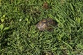 Turtle shell in grass Royalty Free Stock Photo