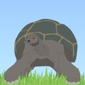 Turtle, turtle with shell in the grass Royalty Free Stock Photo