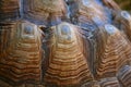 Turtle Shell Macro