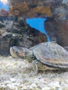 A turtle shell maleshiyan turtles Royalty Free Stock Photo