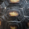 Turtle shell pattern texture Royalty Free Stock Photo