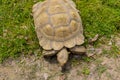 Turtle with shell pattern walking on green grass Royalty Free Stock Photo